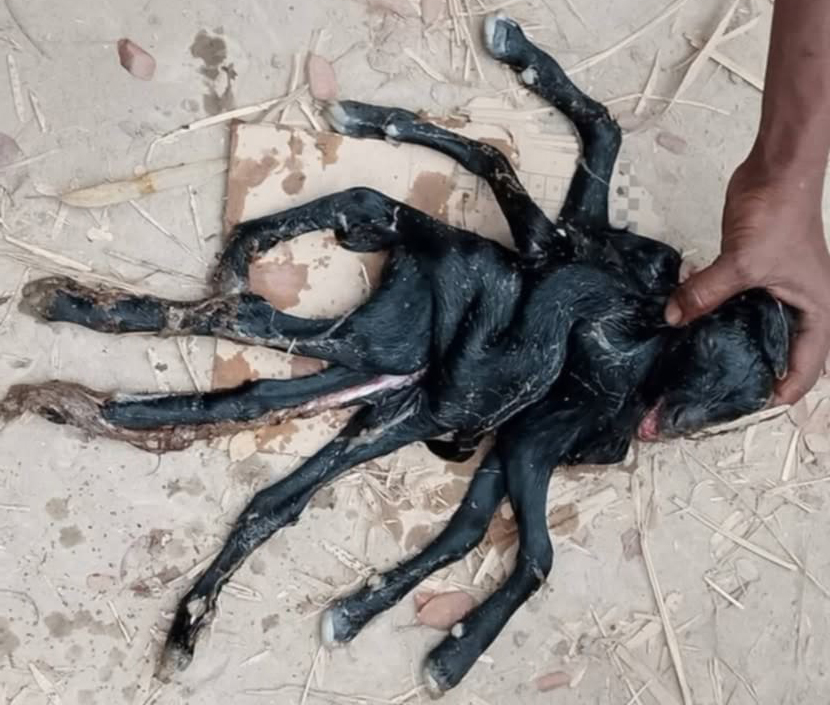 পাঁচবিবিতে ছাগলের আট পা বিশিষ্ট বাচ্চার জন্ম!