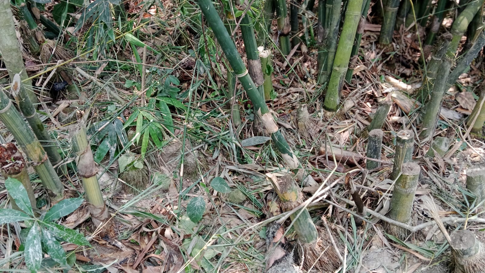 শিবগঞ্জে শালিসে সমঝোতার পরেও খুনের হুমকি!