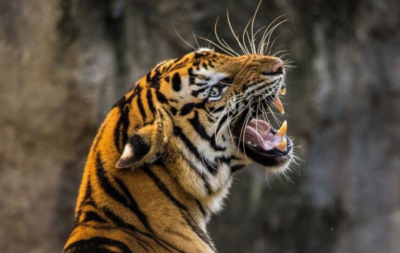 বগুড়া জেলা দলের শুভ সূচনা ৩৮ রানে জিতেছে নওগাঁ