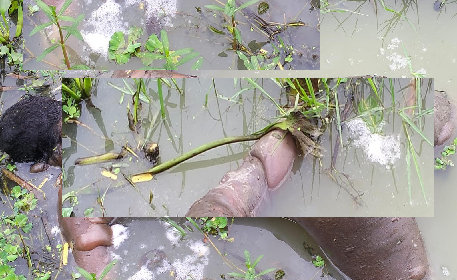 কাহালুতে ডোবায় মিললো অজ্ঞাত ব্যক্তির অর্ধগলিত লাশ