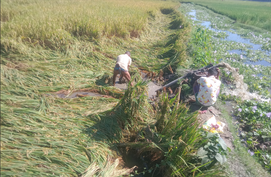 বীরগঞ্জে বৃষ্টির পানিতে ডুবে যাচ্ছে কৃষকের ধানক্ষেত