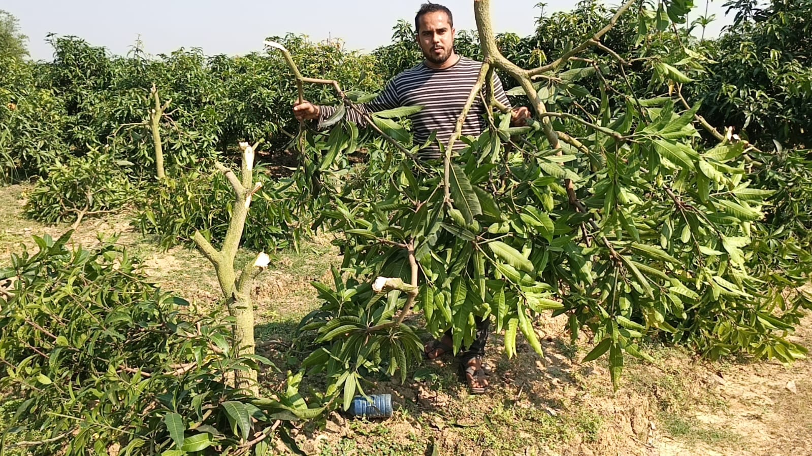 পত্নীতলায় দুষ্কৃতকারীরা কেটে ফেললো কৃষকের ৩৫০টি আমগাছ