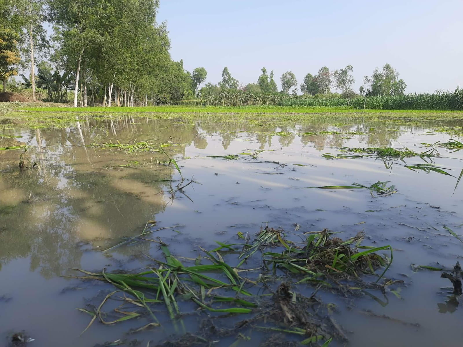 পলাশবাড়ীতে পৈত্রিক জমির রোপিত ধানের চারা উপড়ে ফেলার অভিযোগ