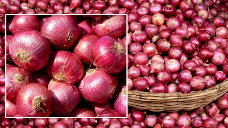 নলডাঙ্গায় পেঁয়াজ চাষীদের কান্না থামছে না