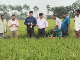 কাহালুতে ইট ভাটার বিষাক্ত ধোঁয়ায় পুড়ছে বোরো ধান