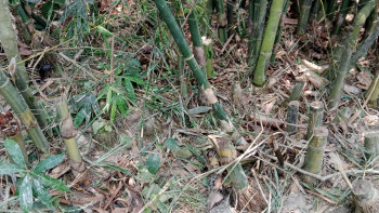 শিবগঞ্জে শালিসে সমঝোতার পরেও খুনের হুমকি!