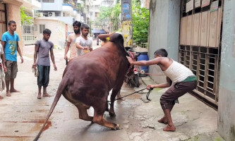 কুরবানির পশু জবাই করতে গিয়ে ৩ শতাধিক আহত !