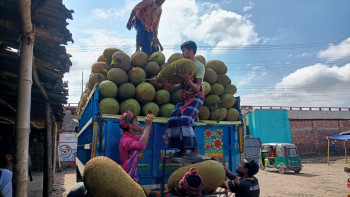 বগুড়ার মহাস্থান হাটের কাঁঠাল যাচ্ছে সারা দেশে