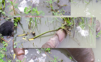 কাহালুতে ডোবায় মিললো অজ্ঞাত ব্যক্তির অর্ধগলিত লাশ