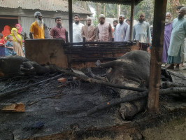 সাঘাটায় গোয়াল ঘরে বৈদ্যুতিক শর্ট সার্কিটে  আগুন লাগিয়ে ৪ লক্ষাধিক টাকার ক্ষতি