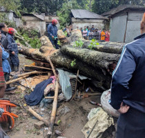 বগুড়ার গাবতলীতে কালবৈশাখী ঝড়ে দোকানের ওপর গাছ পড়ে পান ব্যবসায়ীর মৃত্যু